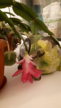 20181230_020121.jpg