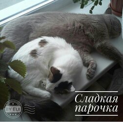 коты.jpg коты.jpg