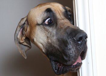 Dogs_Great_Dane_Head_Surprise_emotion_Funny_Snout_524313_1920x1368.jpg