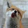 RedPandaMama
