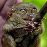 Чёрная кошка