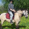 goldhorses