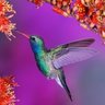 Kolibri