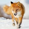 Константиныч